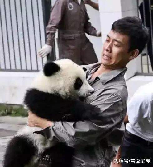 明星照顾熊猫(明星带孩子参加的综艺节目)
